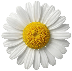 Chamomile