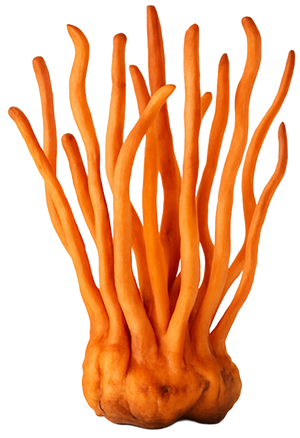 Cordyceps Mushroom