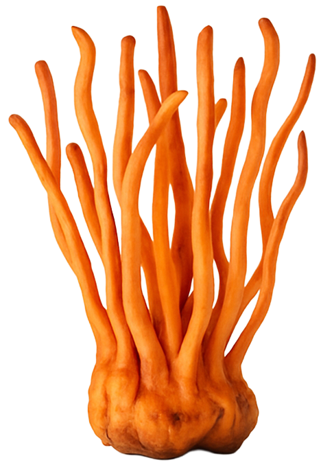Cordyceps