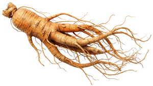 Ginseng
