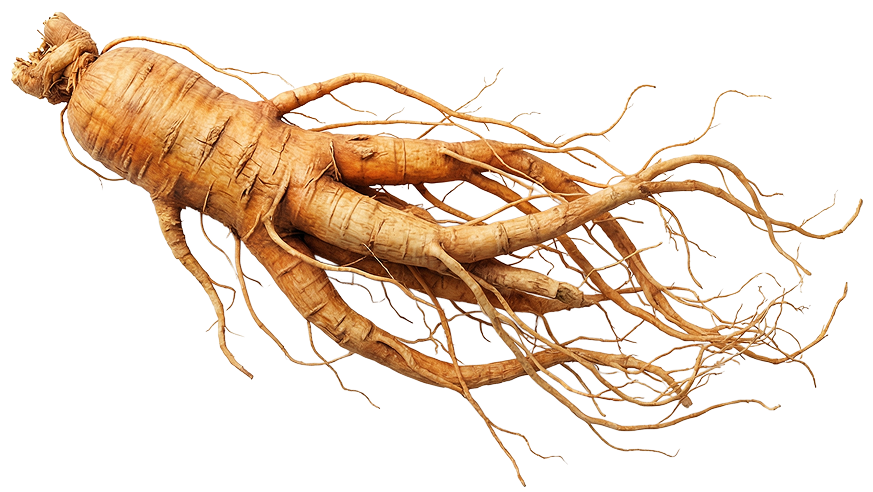Ginseng