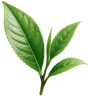L-Theanine