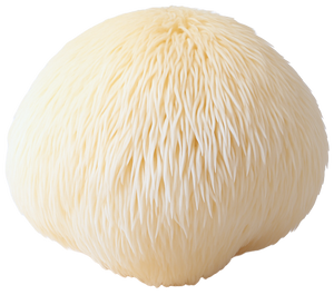 Lion’s Mane Mushroom