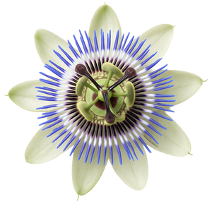 Passionflower