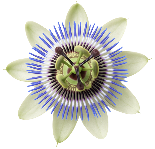 Passionflower