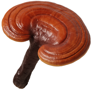 Reishi Mushroom