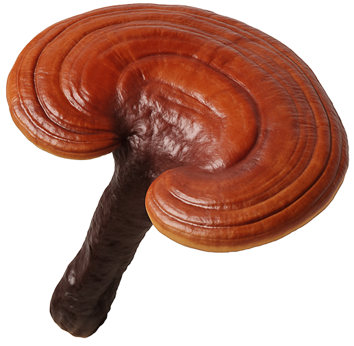 Reishi Mushroom