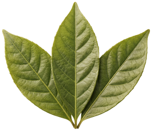 Guayusa